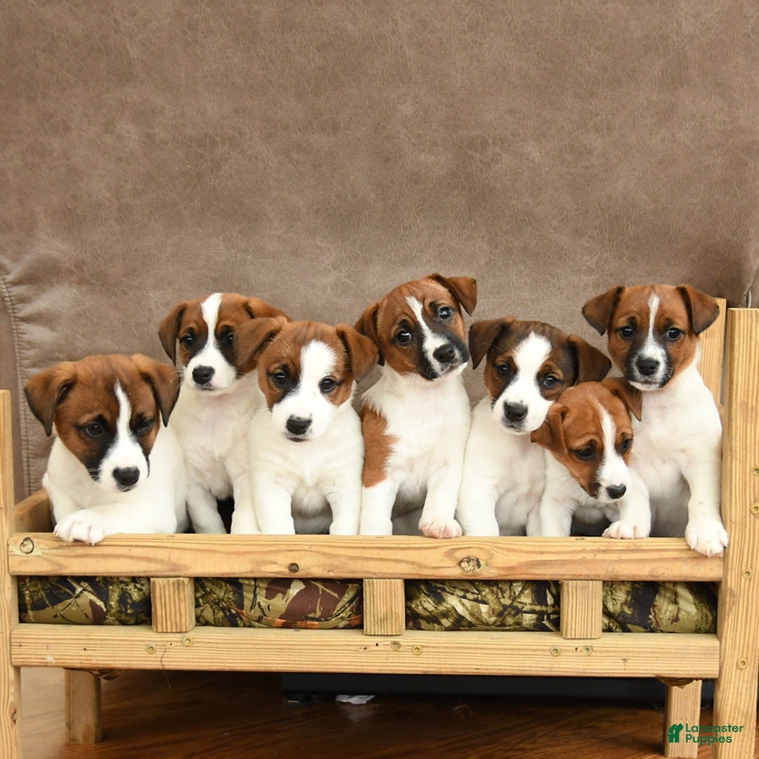 Jack Russell Terrier dogs for sale: Merry - Ad 5