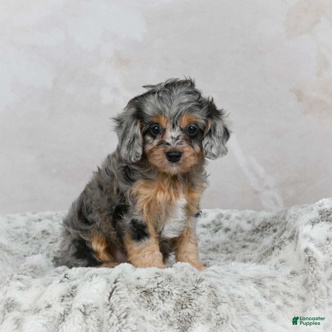 Cavapoo dogs for sale: Lola - Ad 7