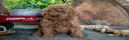Miniature Poodle dogs for sale: Oakley - Ad 1