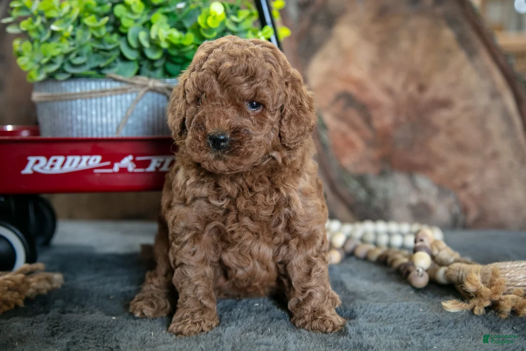 Miniature Poodle dogs for sale: Oakley - Ad 1