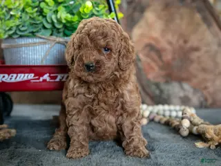 Miniature Poodle dogs for sale: Oakley - Ad 2