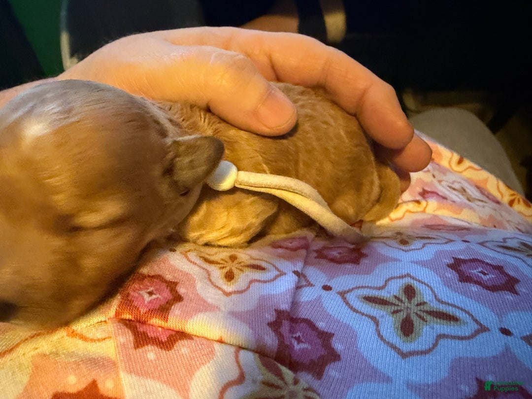 Miniature Poodle dogs for sale: AKC Miniature Poodle Puppy White - Ad 3