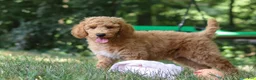 Standard Poodle dogs for sale: Leo - Ad 26