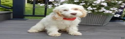 Cockapoo dogs for sale: Lucky - Ad 3
