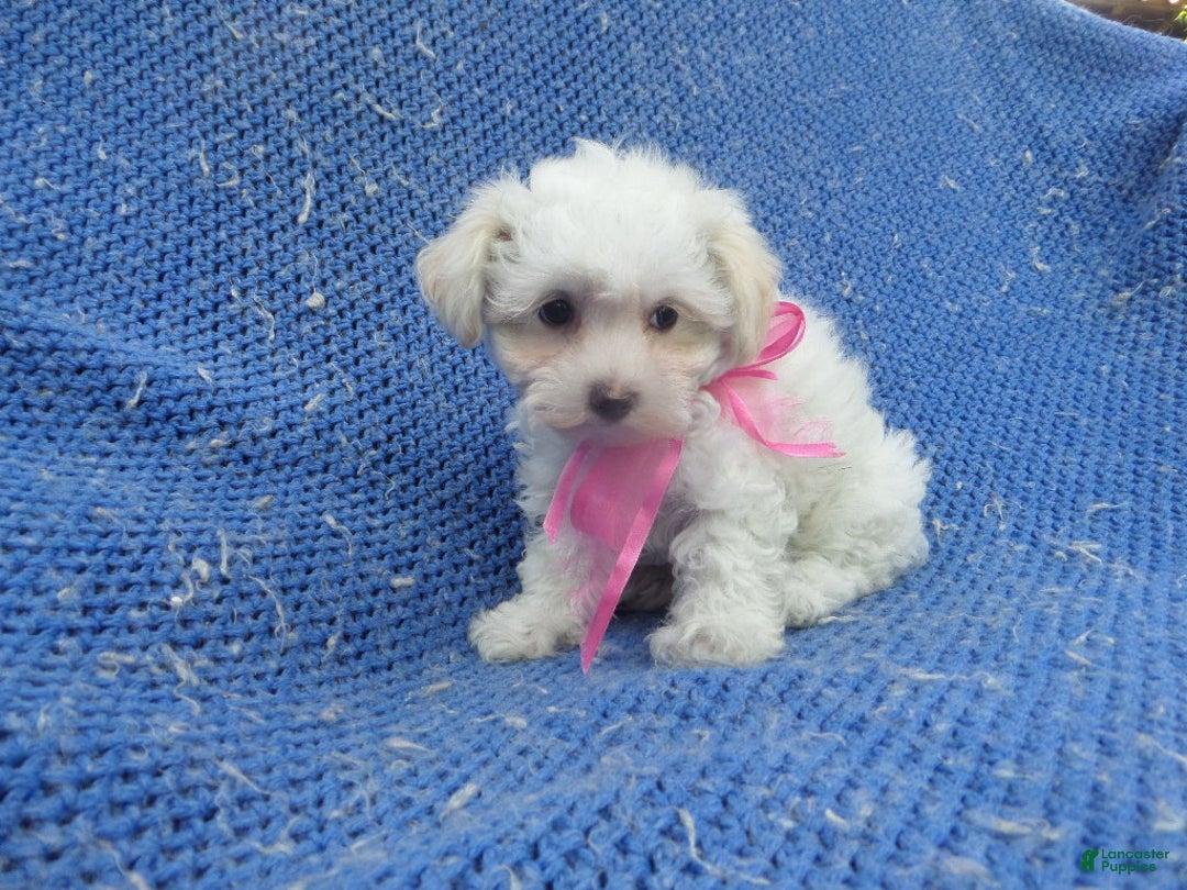 Maltipoo litter of puppies for sale in La Habra Lancaster Puppies
