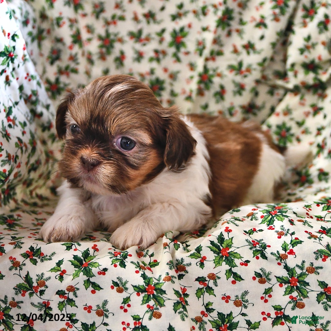 Shih Tzu dogs for sale: Grace - Ad 4