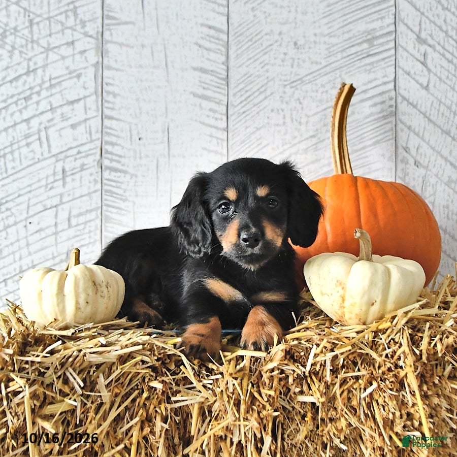 Miniature Dachshund dogs Benji - Ad 1