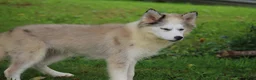 Pomsky dogs for sale: Marshmellow - Ad 9