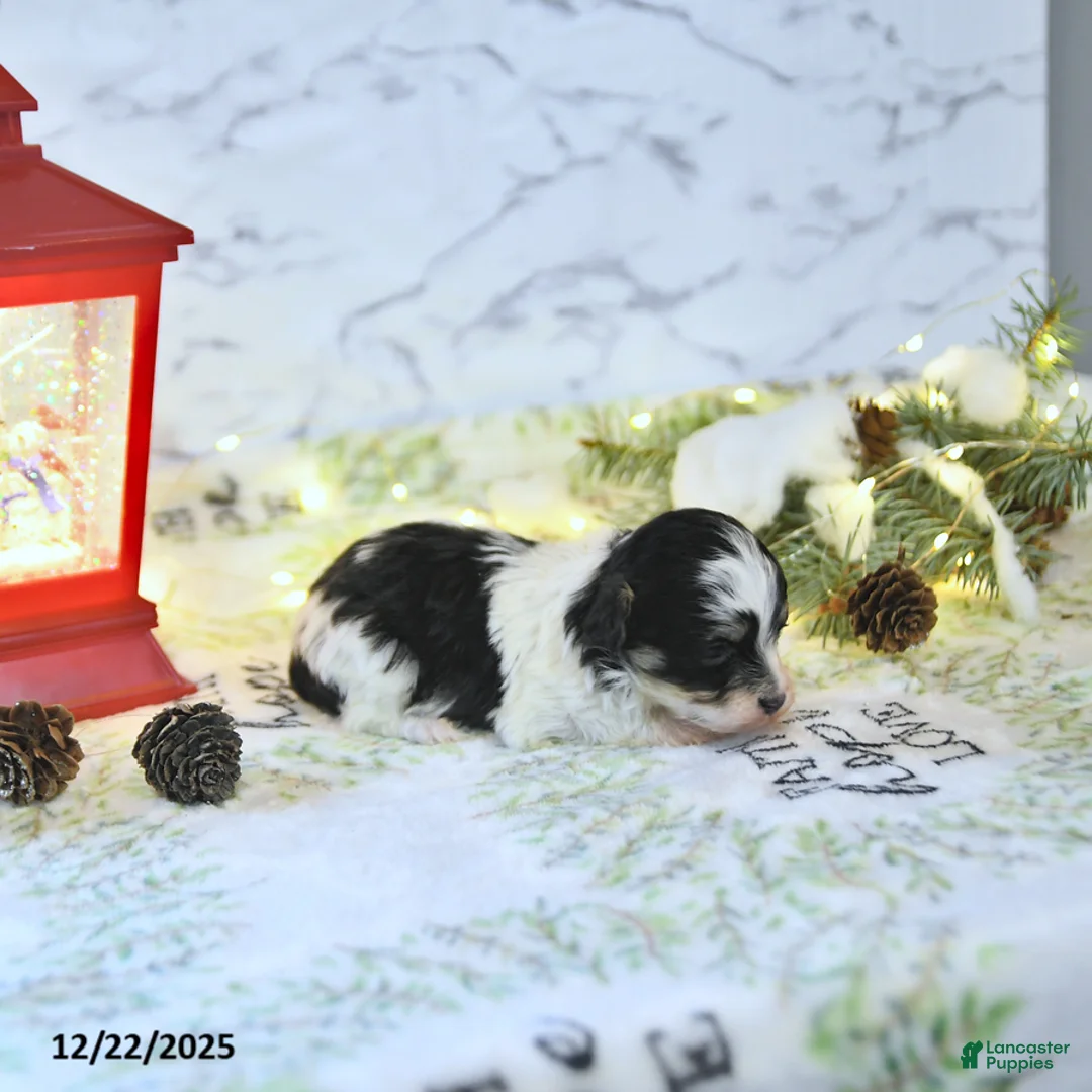 Havapoo dogs for sale: Elf EXTRA SMALL - Ad 15