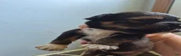 Mixed Breed dogs for sale: Mixed Breed 6 - Ad 2