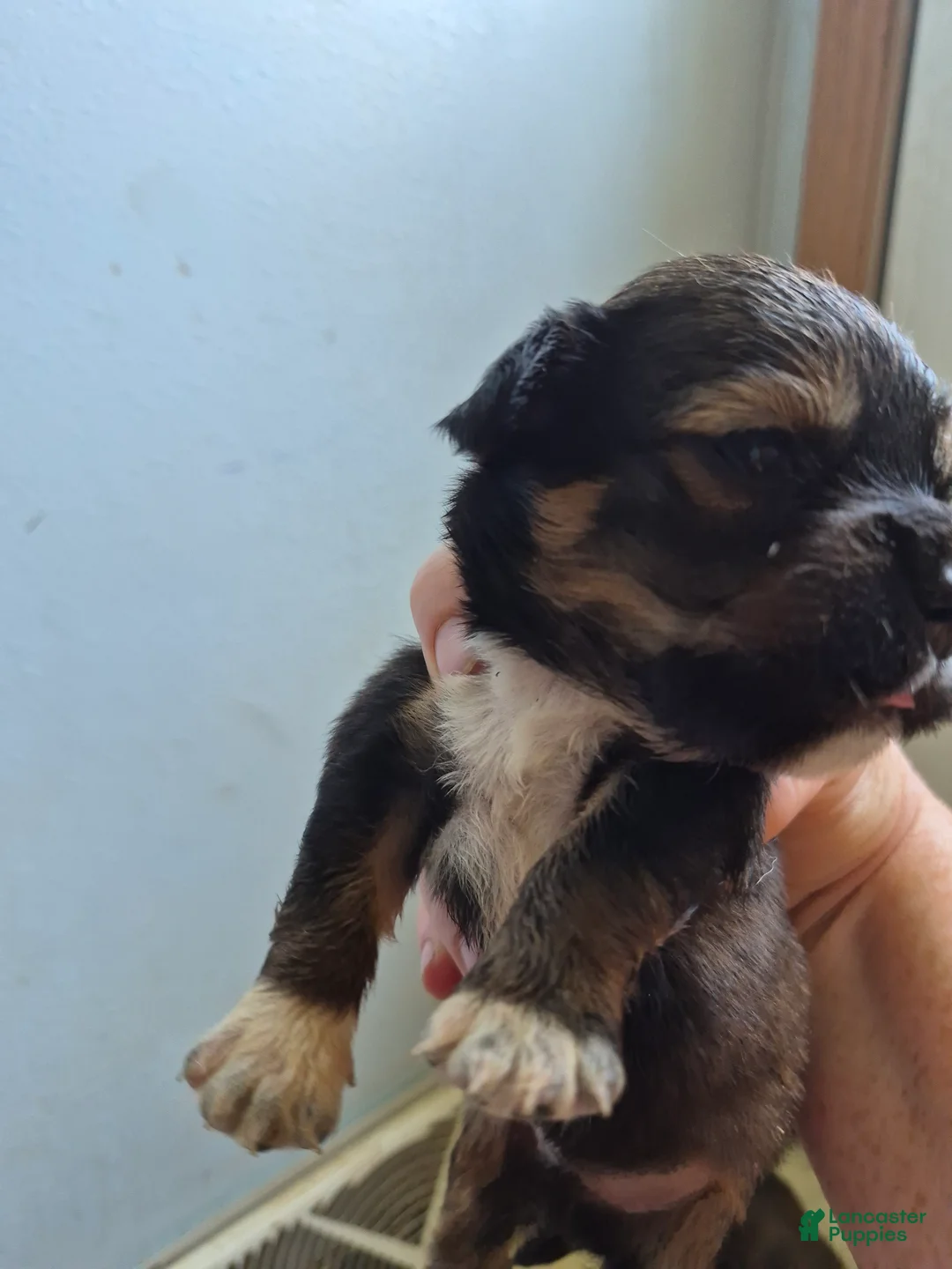 Mixed Breed dogs for sale: Mixed Breed 6 - Ad 2