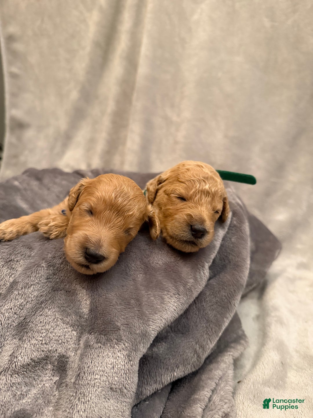 Goldendoodle dogs for sale: Goldendoodle Puppy 7 - Ad 4