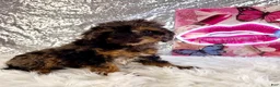Bernedoodle dogs for sale: SoLo - Ad 4