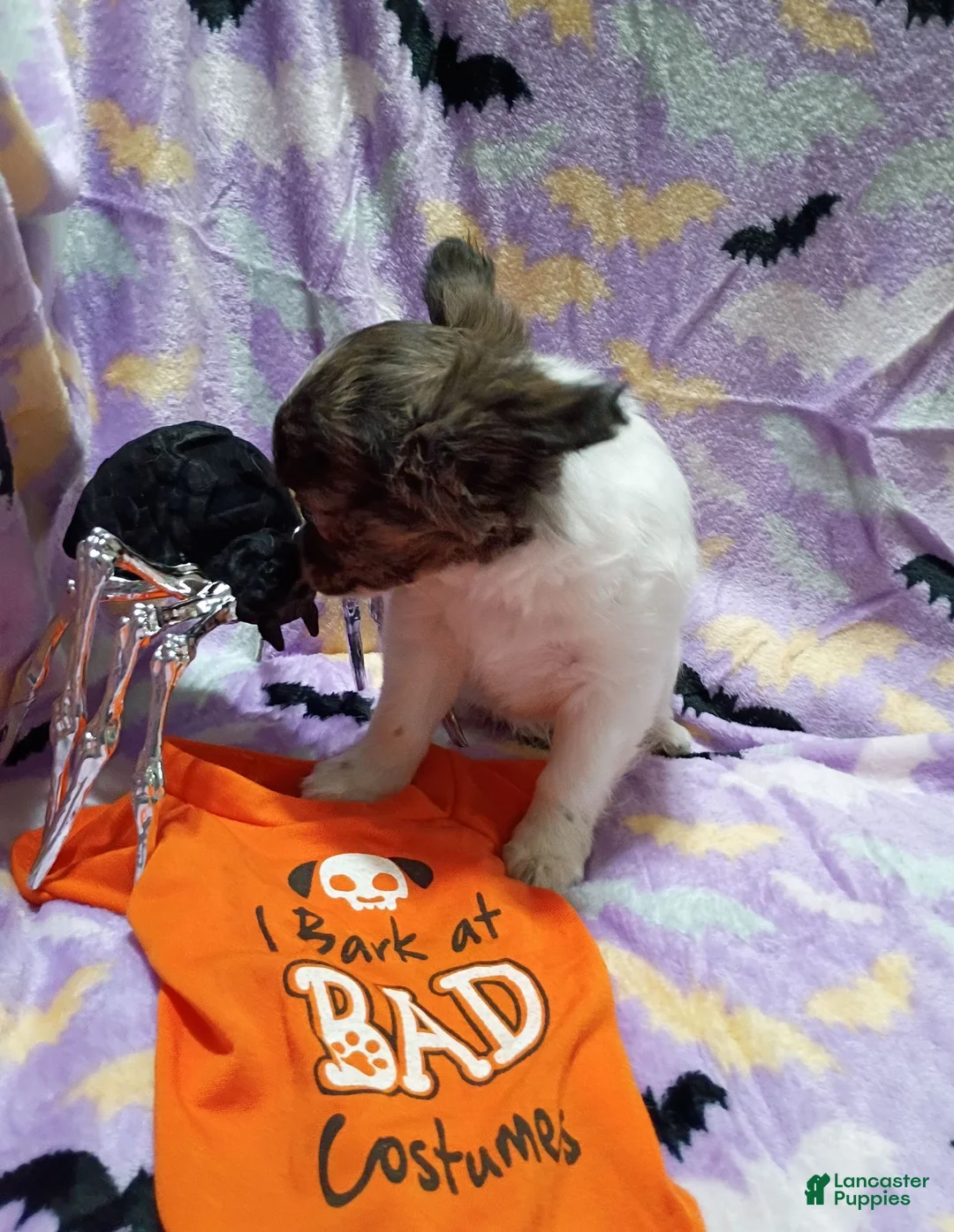 Chihuahua dogs for sale: Heart - Ad 2