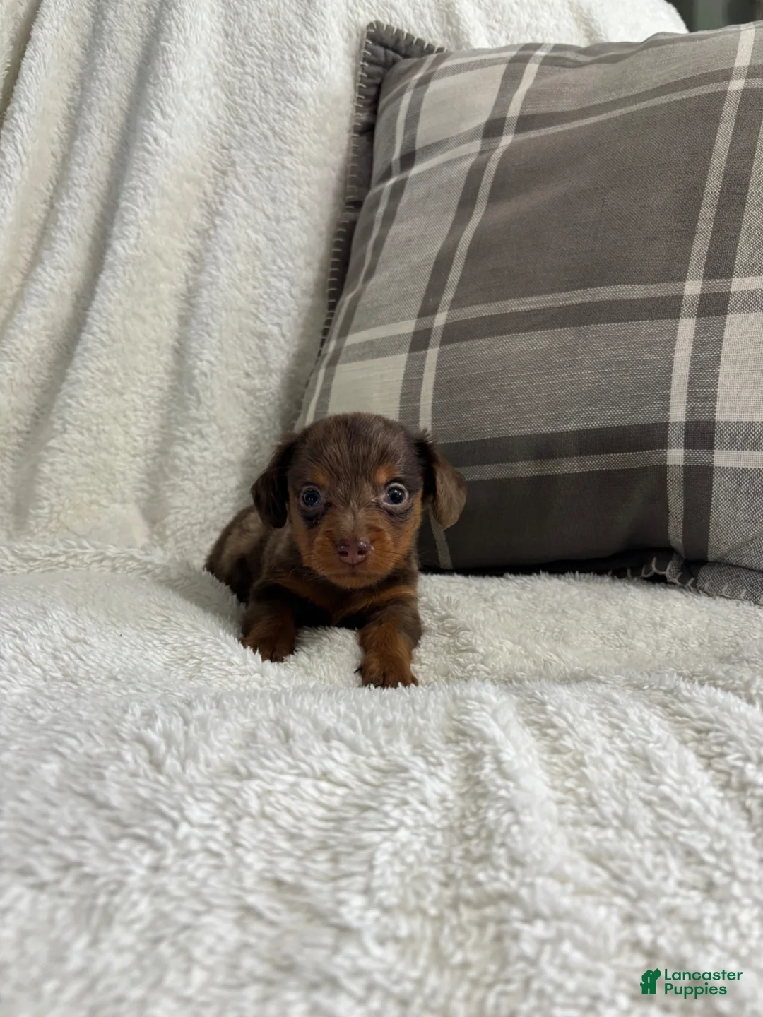 Miniature Dachshund dogs for sale: Puppy 2 - Ad 5