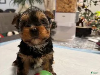 Yorkshire Terrier dogs for sale: Yorkshire Terrier Puppy 1 - Ad 1