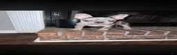 French Bulldog dogs for sale: French Bulldog 1 - Ad 2