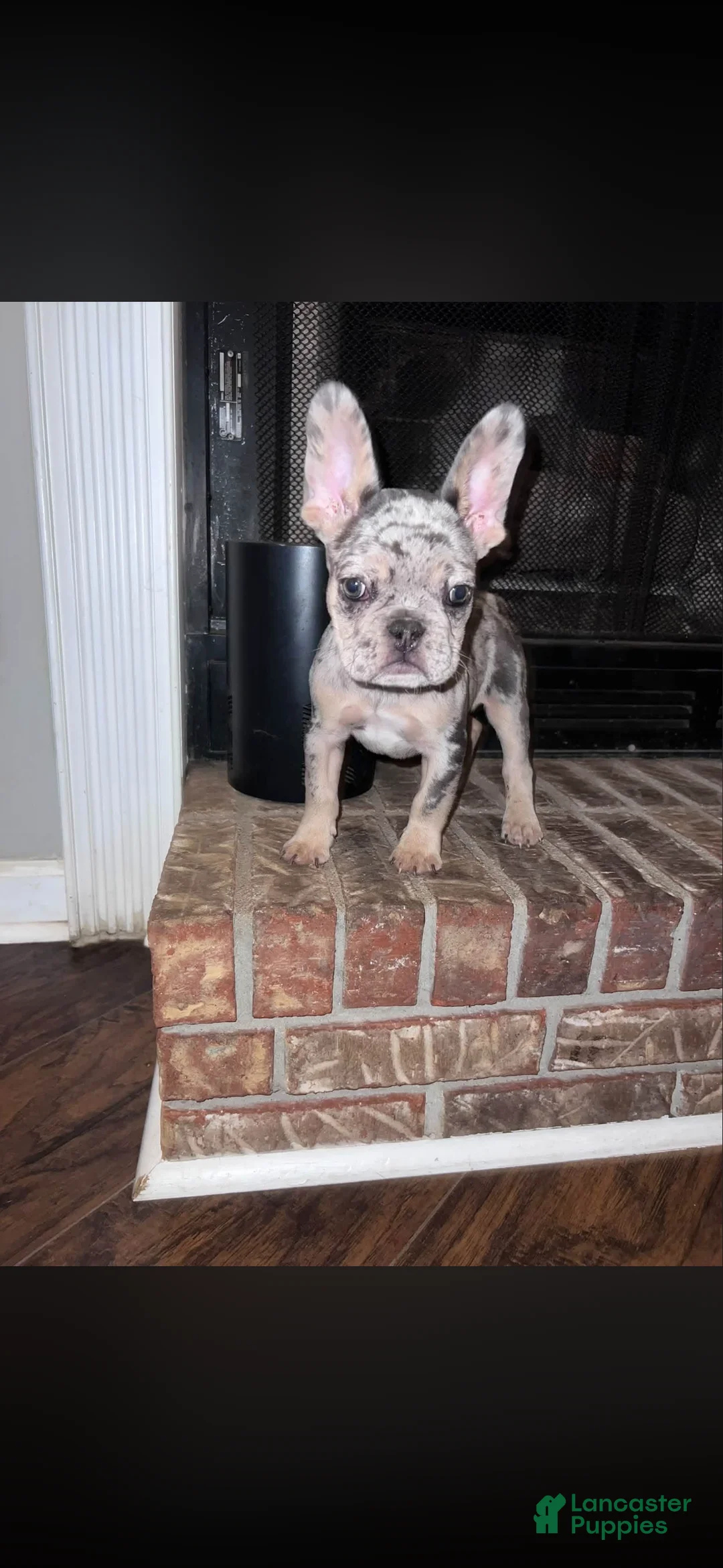French Bulldog dogs for sale: French Bulldog 1 - Ad 2