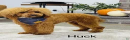 Mini Aussiedoodle dogs for sale: Yvonne  - Ad 11