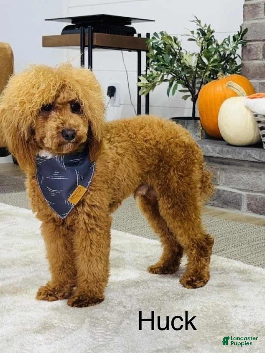 Mini Aussiedoodle dogs for sale: Yvonne  - Ad 11