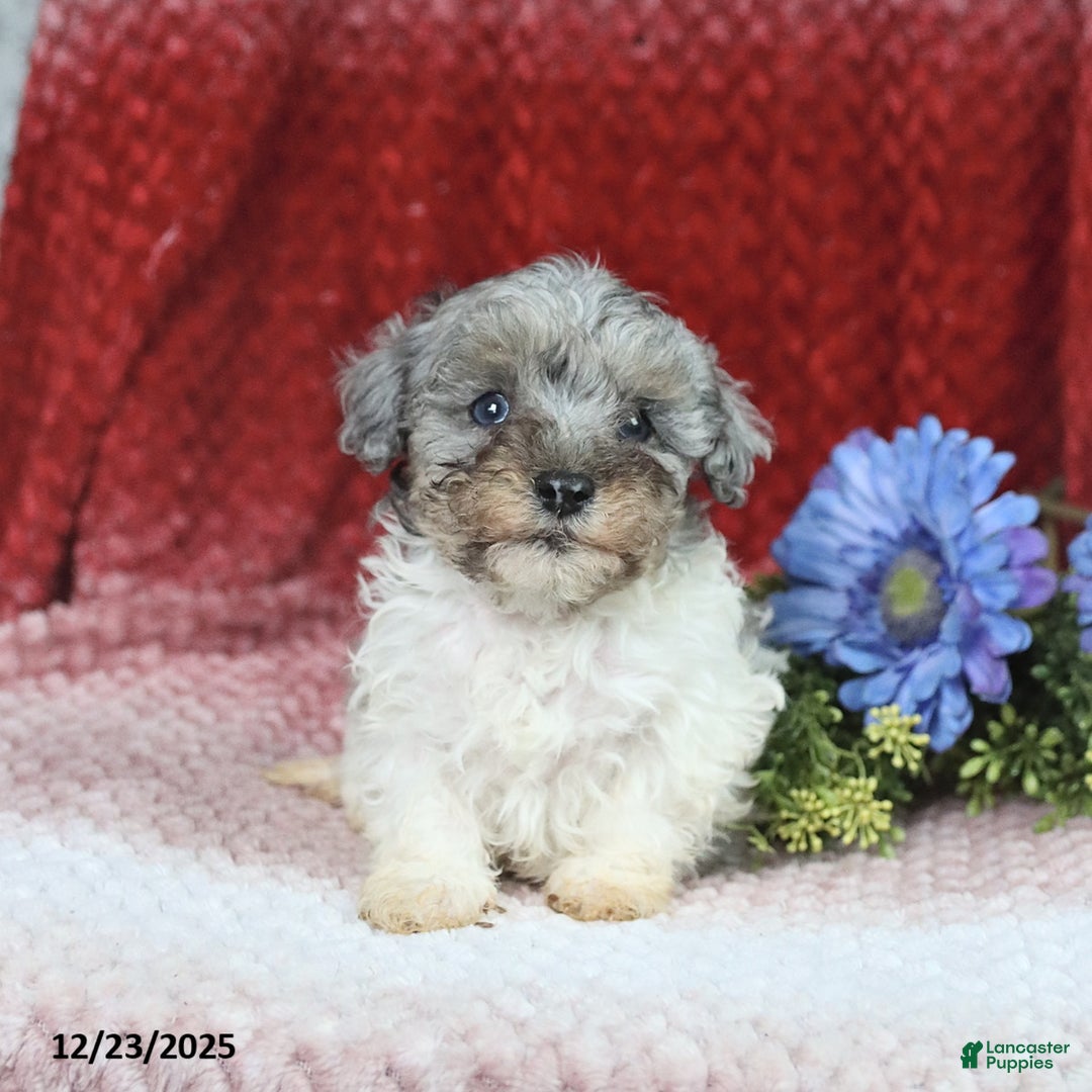 Miniature Poodle dogs for sale: Murphy - Ad 1