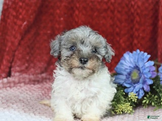 Miniature Poodle dogs Murphy - Ad 29