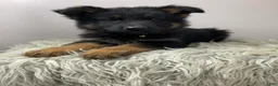 German Shepherd dogs for sale: Sugar - Ad 7