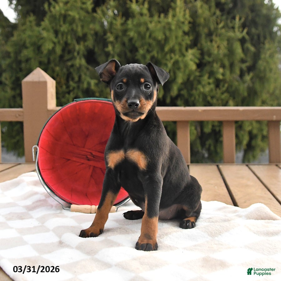 Miniature Pinscher dogs Tulip - Ad 1