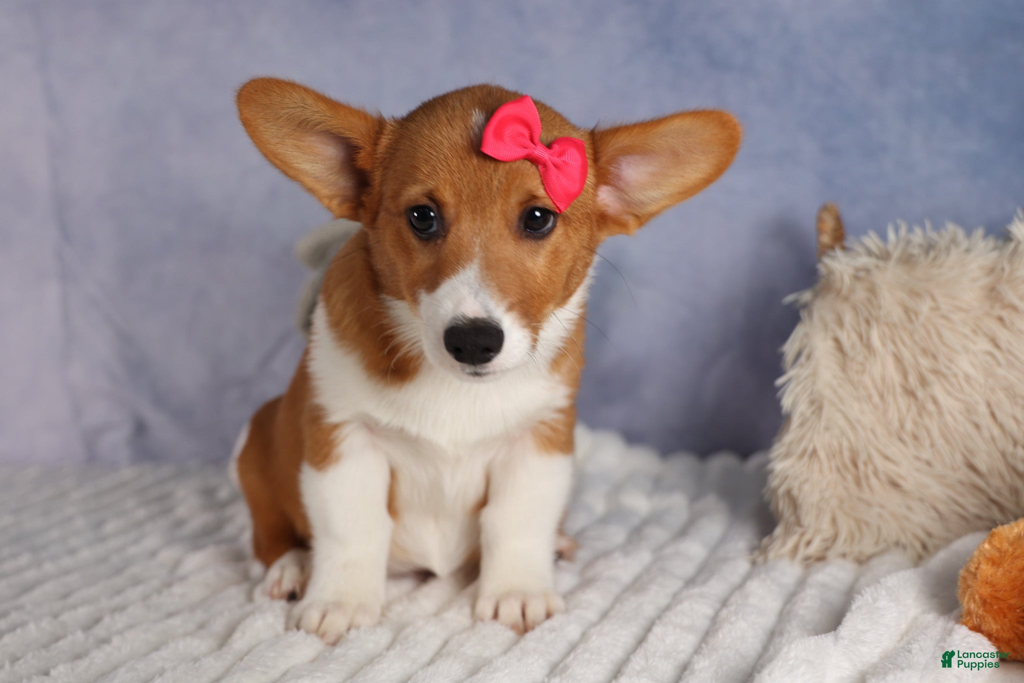 Welsh Corgi Pembroke dogs Zella 💗 - Ad 1
