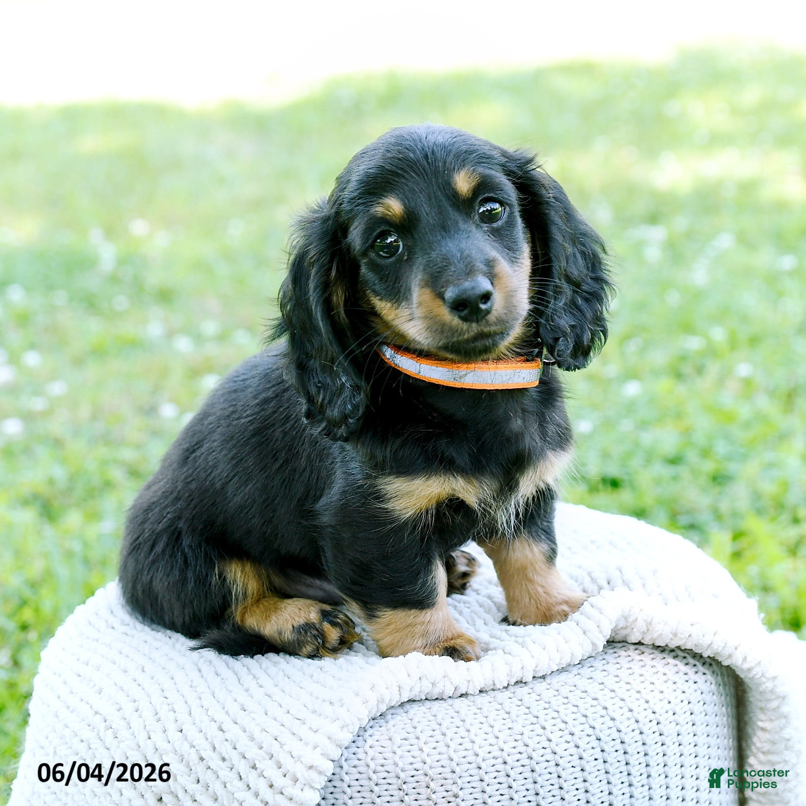 Miniature Dachshund dogs for sale: Davis - Ad 1