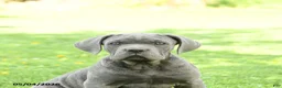 Cane Corso dogs for sale: Scout - Ad 3