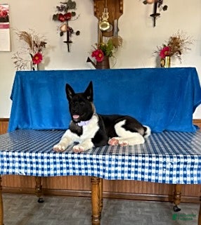 Akita dogs Reba - Ad 2
