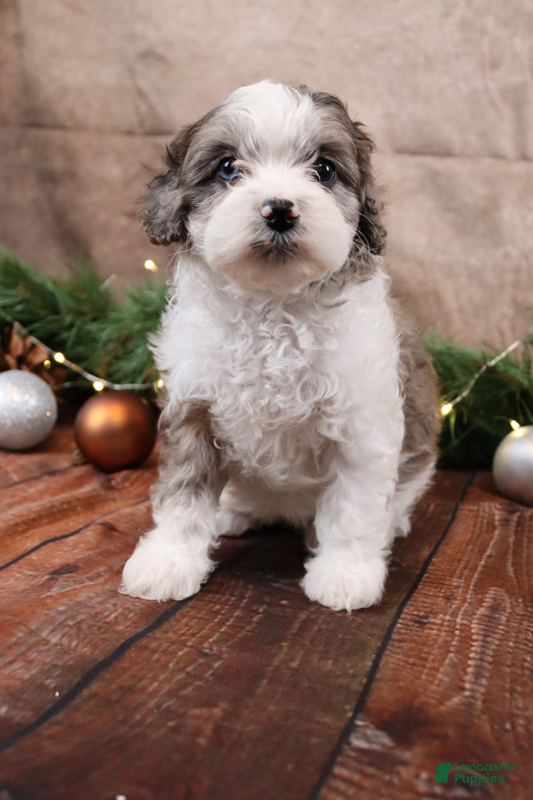 Cavapoo dogs for sale: Dove - Ad 2