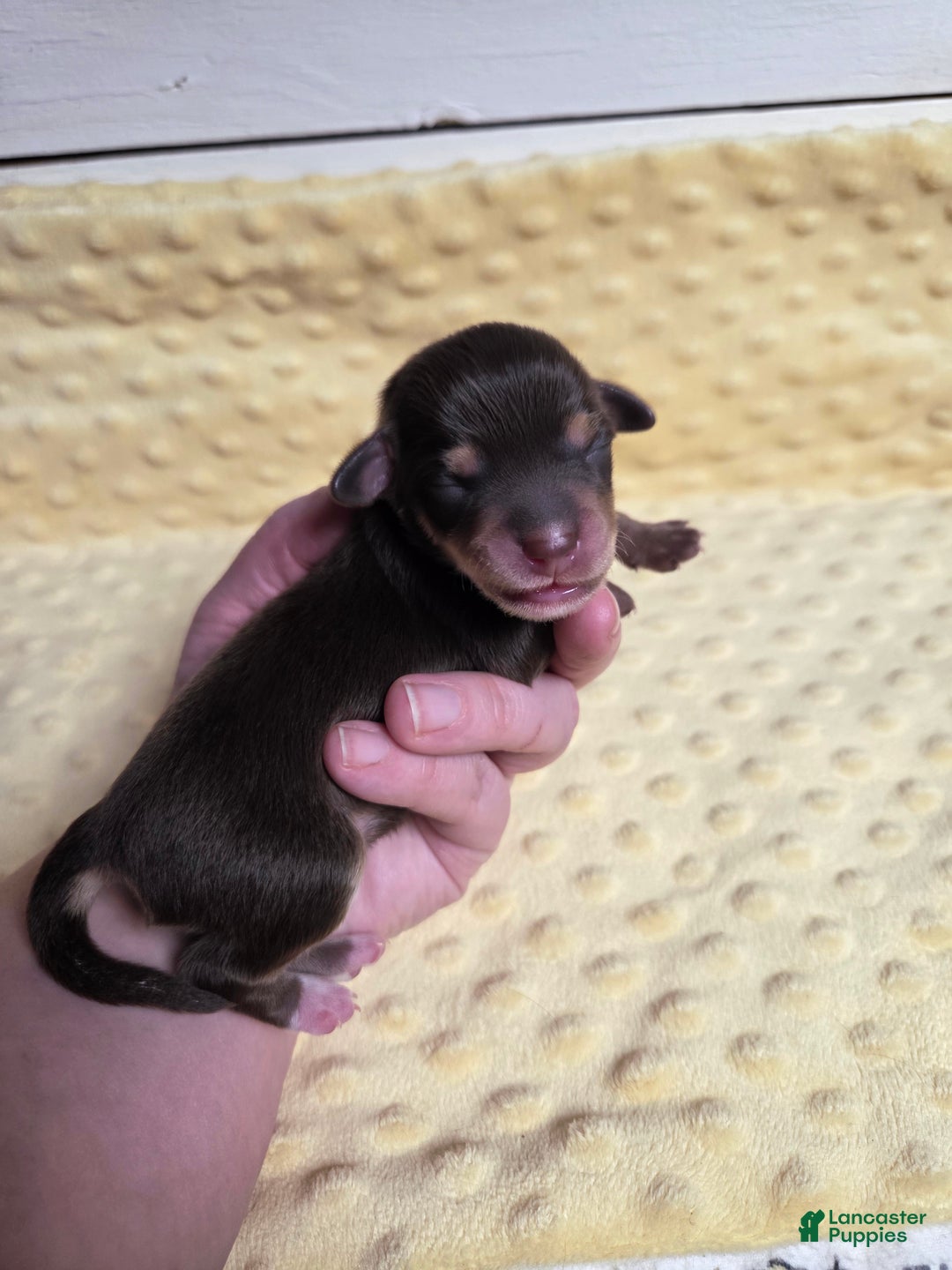 Mixed Breed dogs for sale: Rudolph - Ad 3