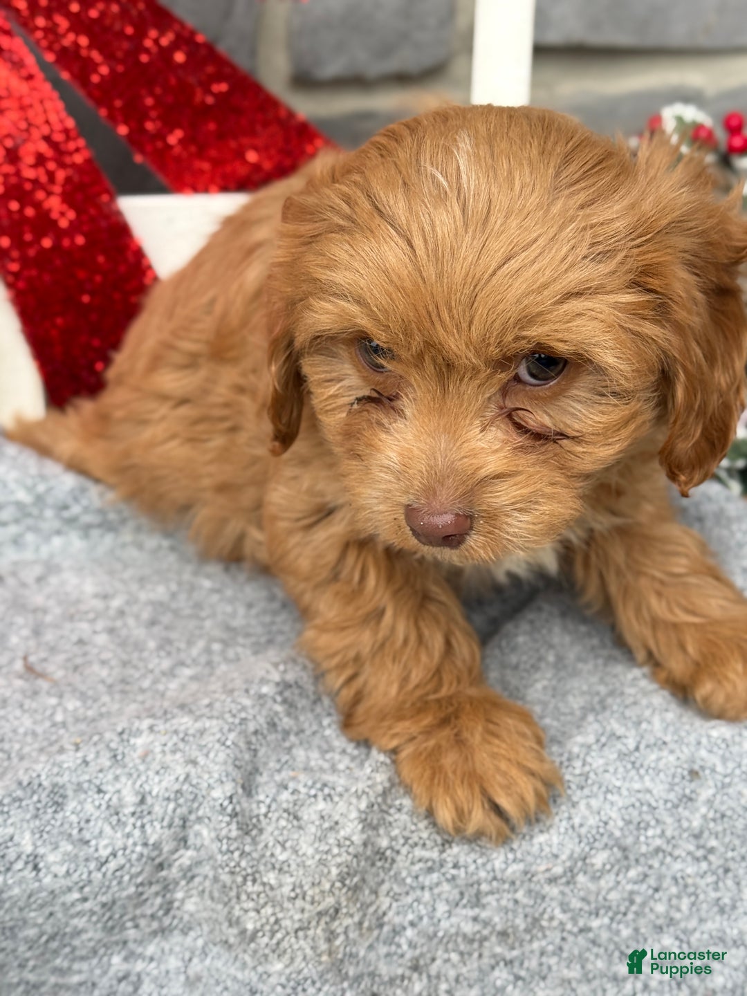 Cavapoo dogs for sale: Alita - Ad 12
