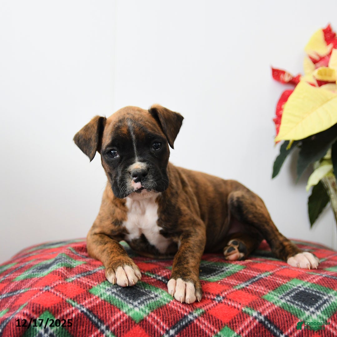 Boxer dogs for sale: Belle - Ad 1