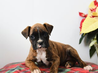 Boxer dogs Belle - Ad 23