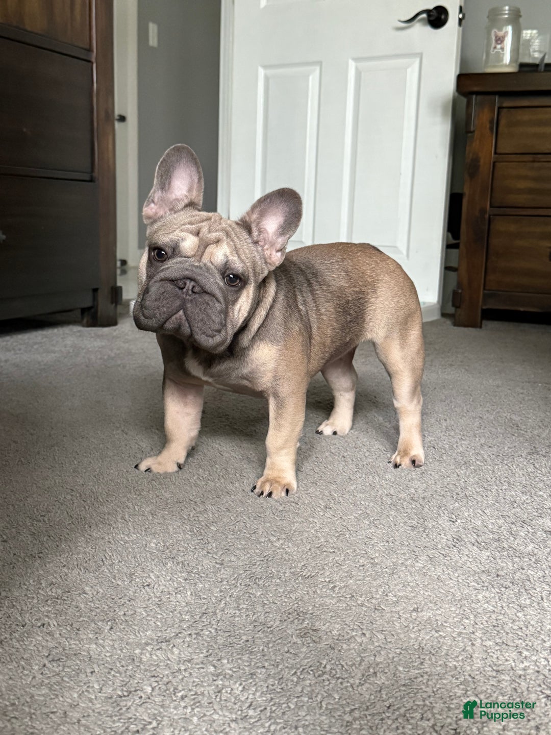 Gallery Image {{count}}