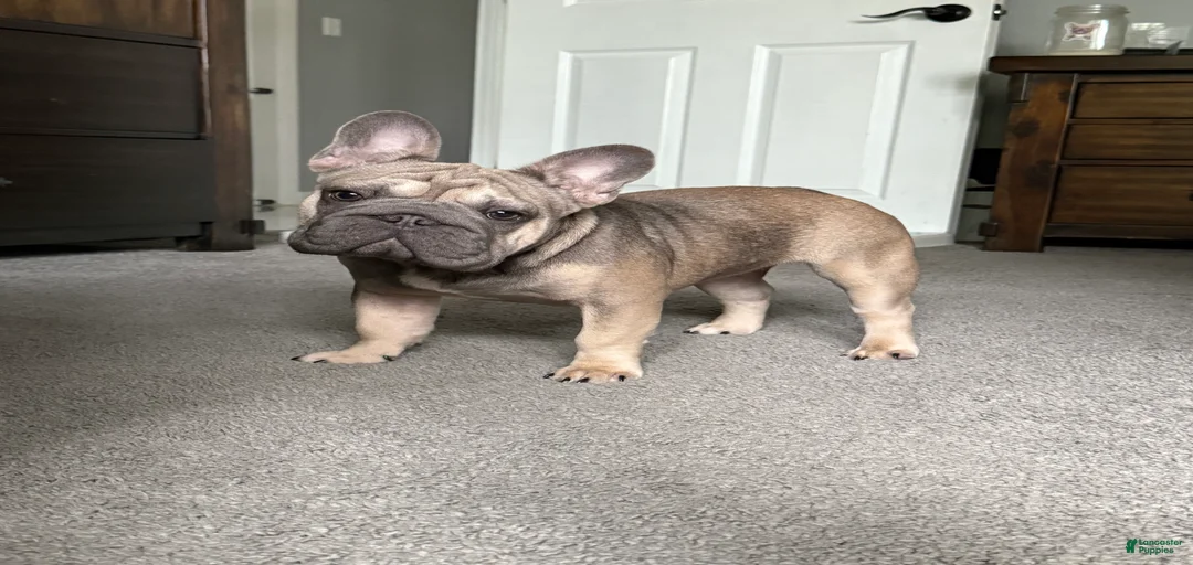 Gallery Image {{count}}