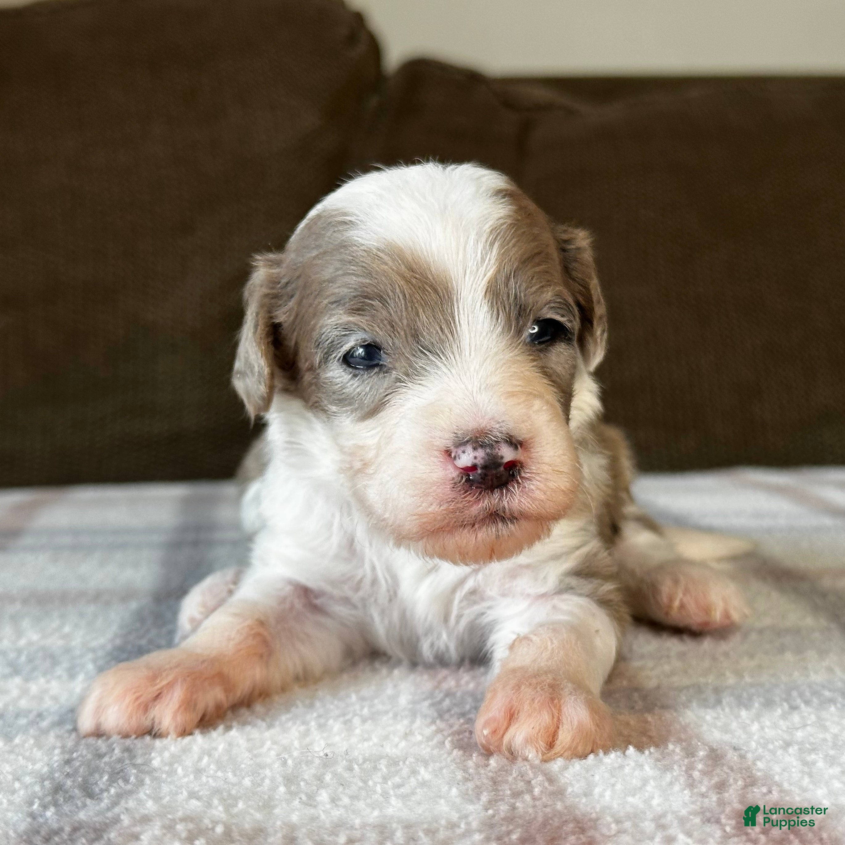 Sheepadoodle dogs Merle Female 3 Reserved - Ad 1