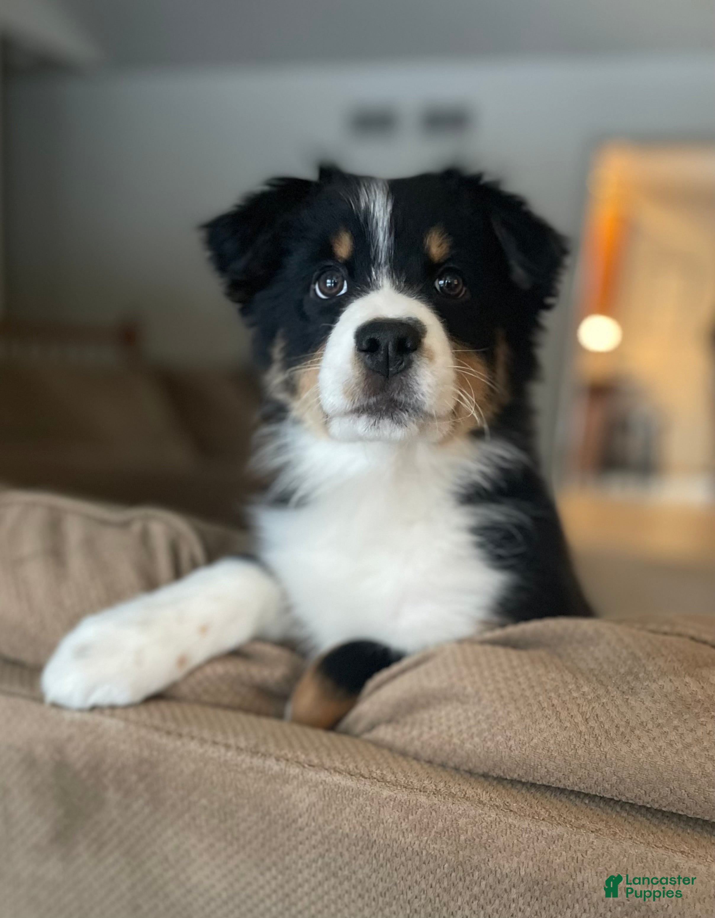 Australian Shepherd dogs Hero - Ad 38