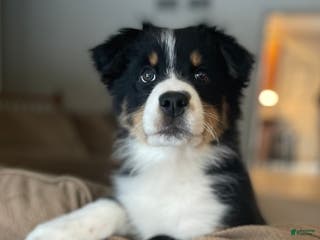 Australian Shepherd dogs Hero - Ad 38