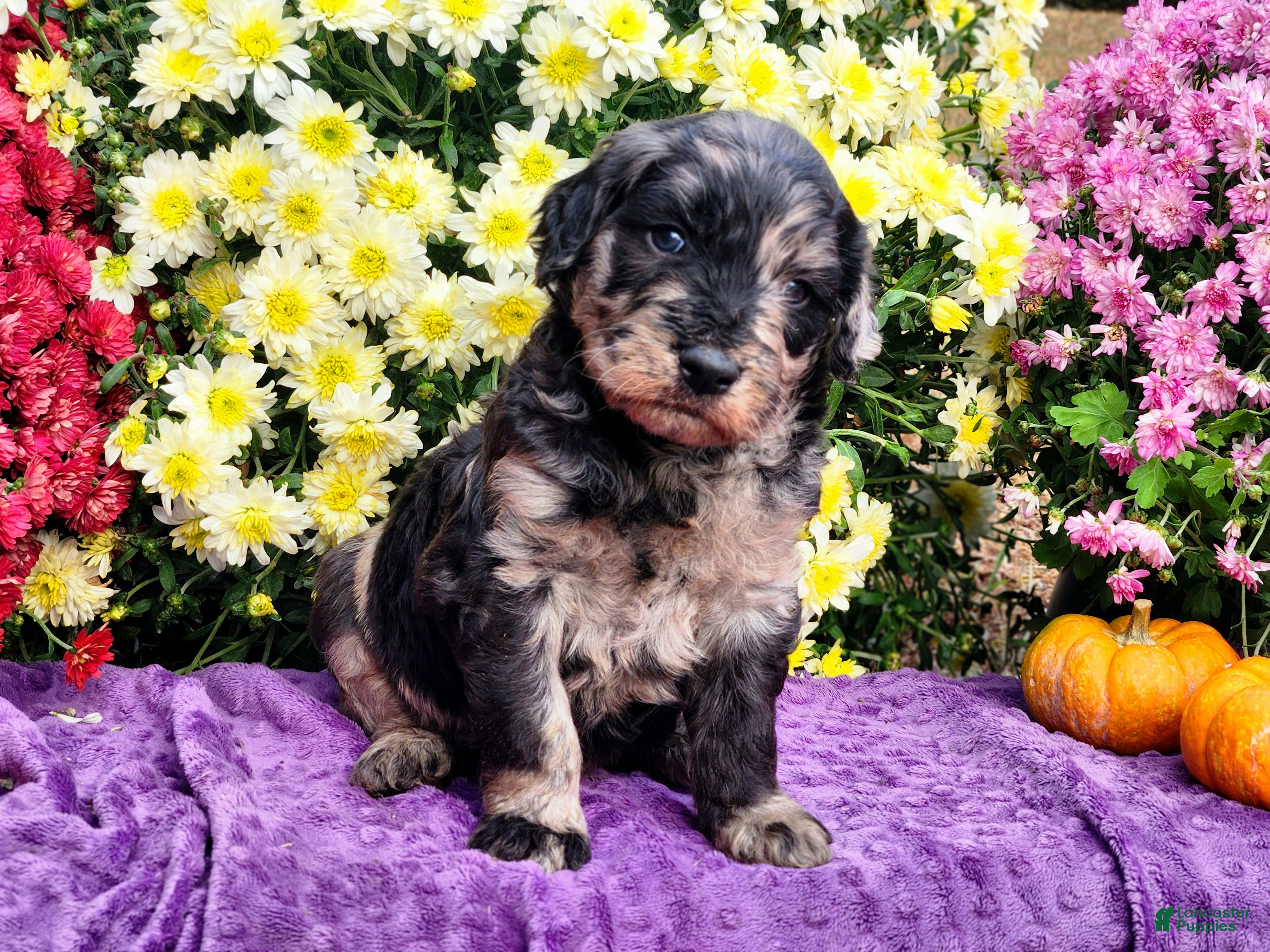 Goldendoodle dogs Montel - Ad 1