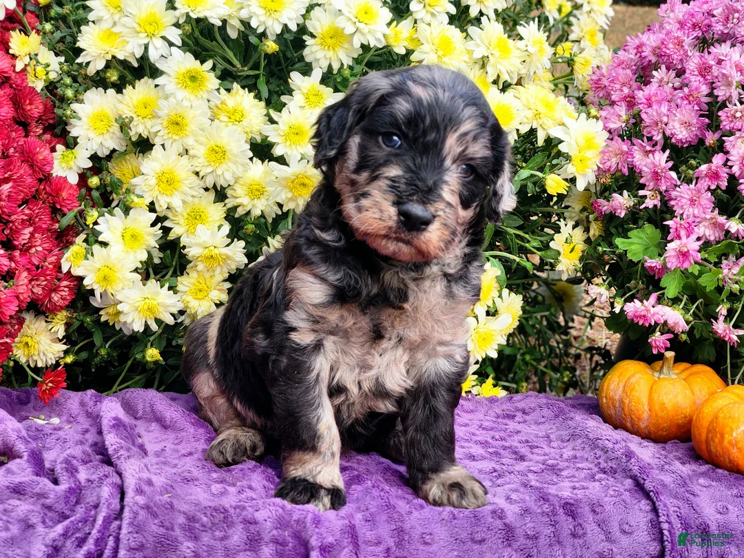 Goldendoodle dogs for sale: Montel - Ad 1