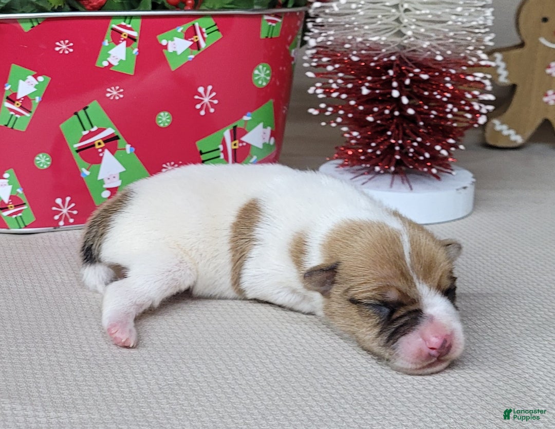 Jack Russell Terrier dogs for sale: Westfork's THORN - Ad 8