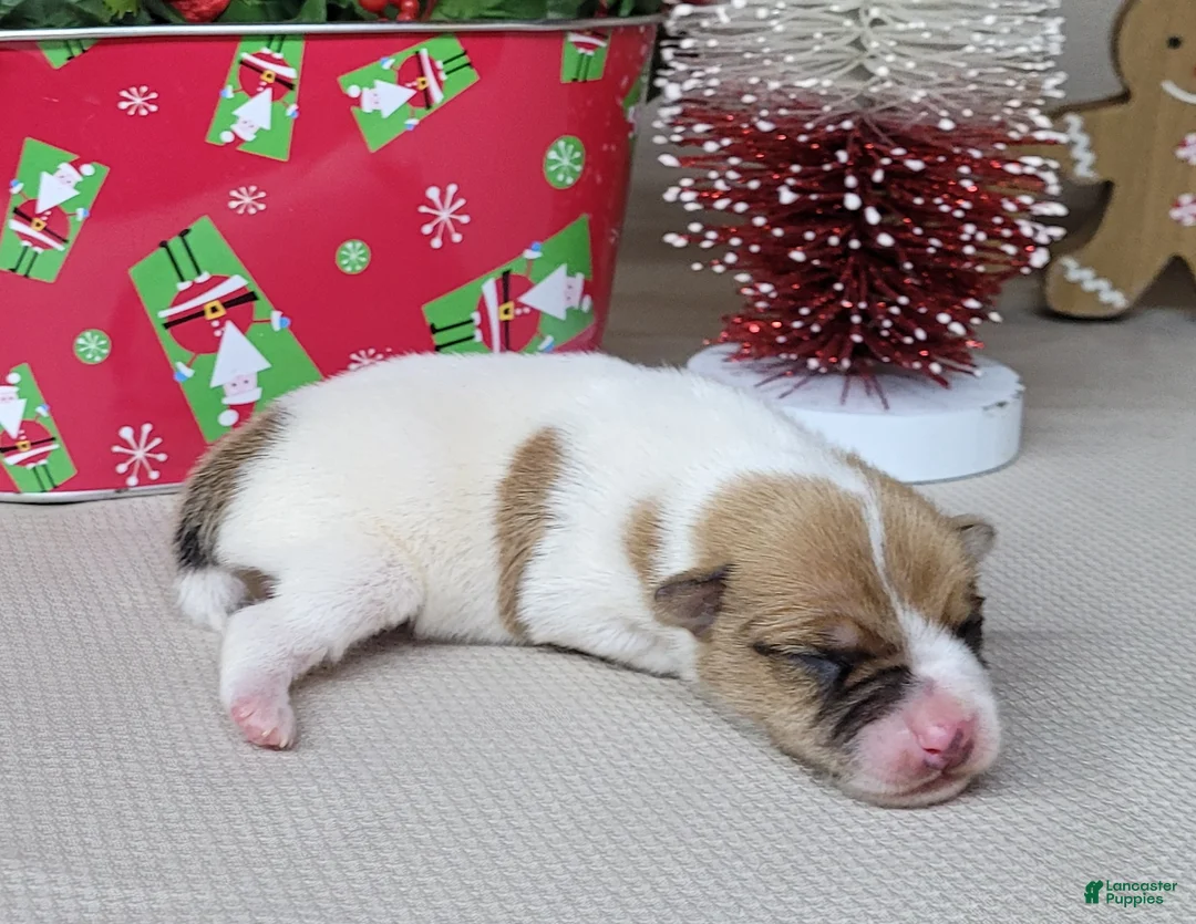 Jack Russell Terrier dogs for sale: Westfork's TATER - Ad 11