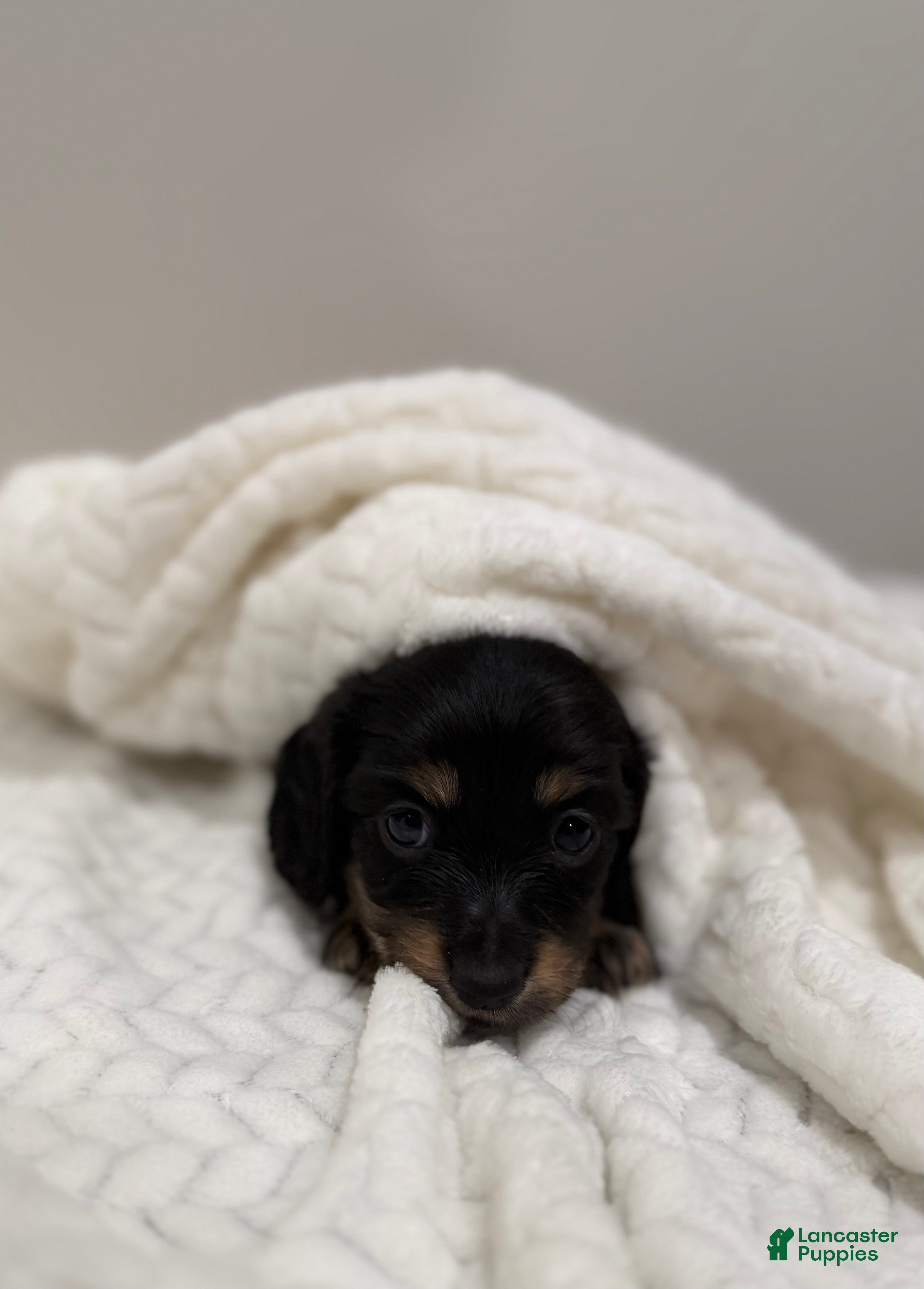 Miniature Dachshund dogs Bella - Ad 2