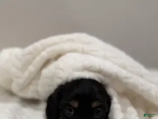 Miniature Dachshund dogs Bella - Ad 4