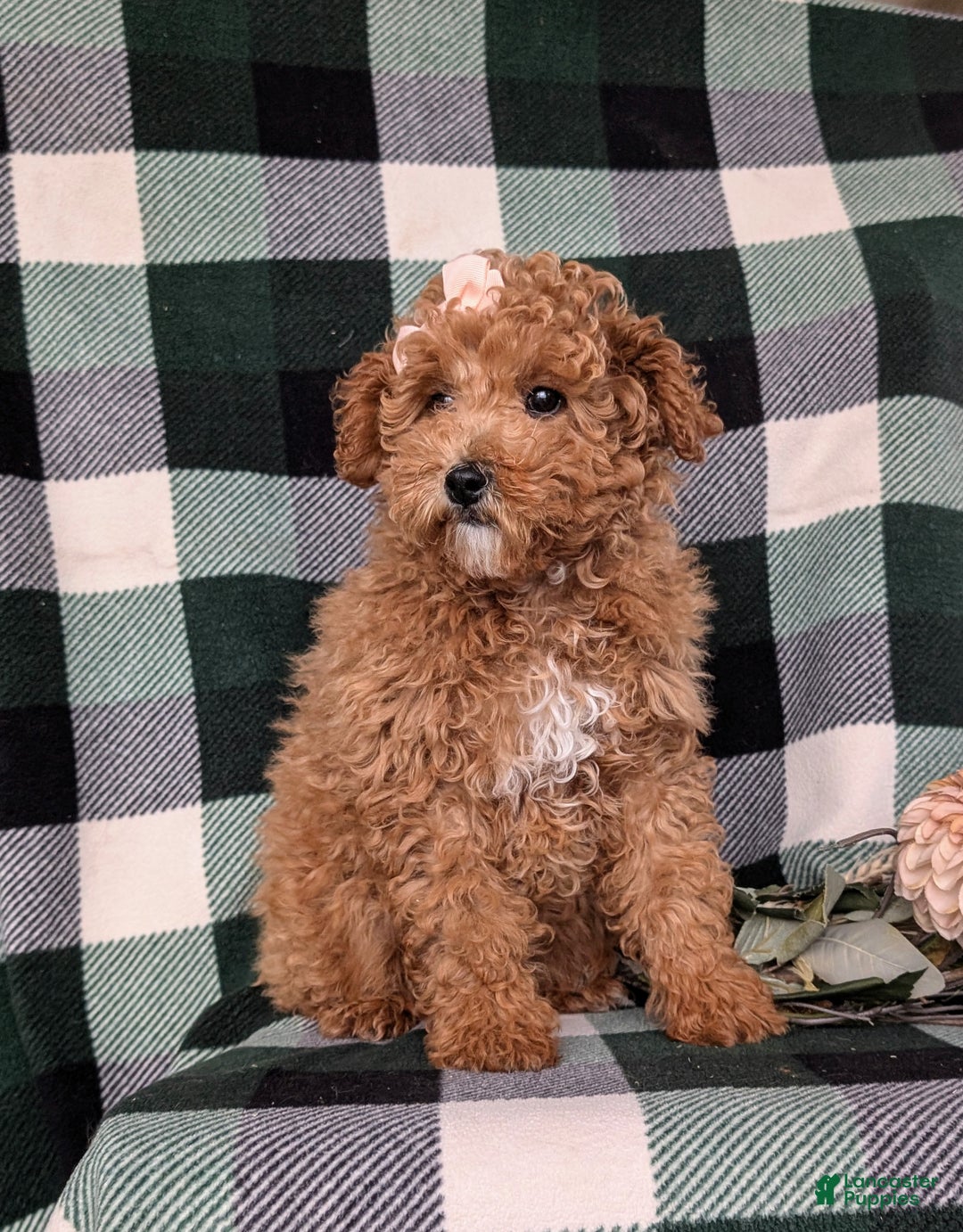 Miniature Poodle dogs for sale: Priscilla 9 lbs Full Grown - Ad 5