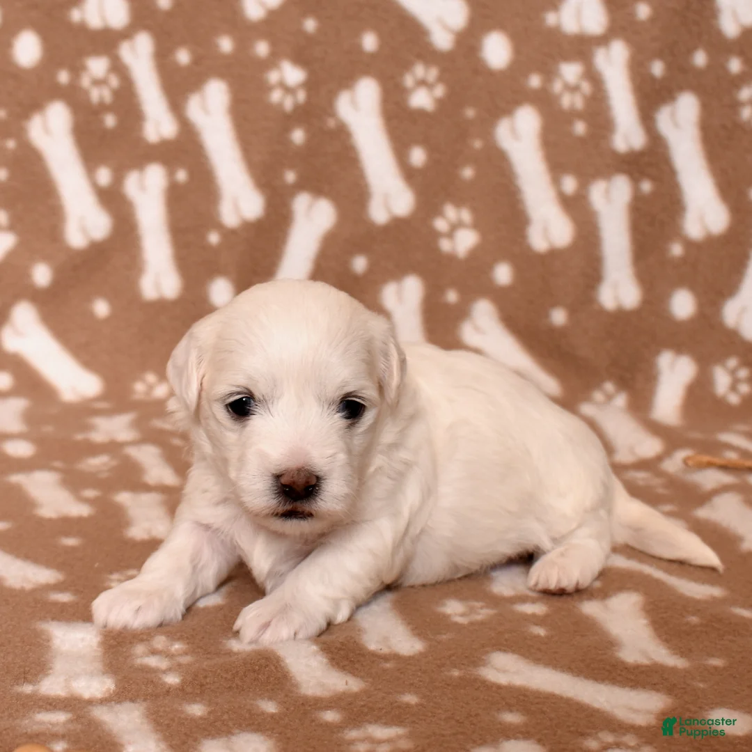 Coton De Tulear dogs for sale: Angel - Ad 8